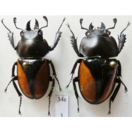 Neolucanus parryi Leuthner, 1885 pair 30mm Thailand34e